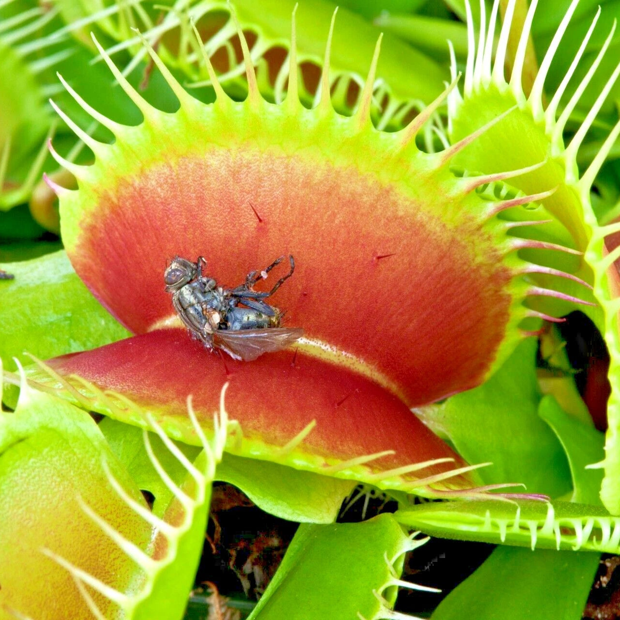 Venus Flytrap Dionaea Muscipula Carnivorous Plant Seeds