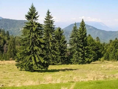 Norway Spruce Picea Abies – Evergreen Tree Seeds