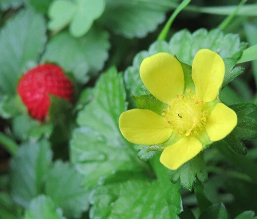 Indian Strawberry Duchesnea Indica – Groundcover Fruit Seeds