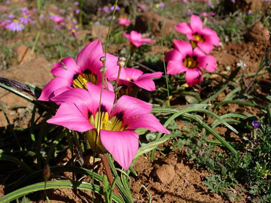 Romulea Subfistulosa – South African Flowering Bulb Seeds