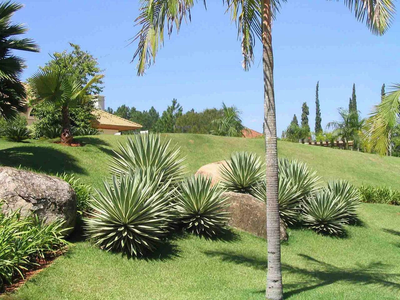 Agave Angustifolia Marginata – Hardy Succulent Plant Seeds