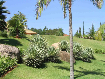 Agave Angustifolia Marginata – Hardy Succulent Plant Seeds