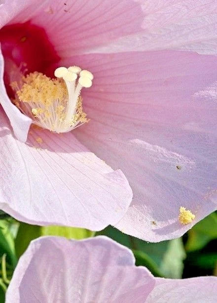 Rose Mallow Hibiscus Grandiflora Perennial Flower Seeds