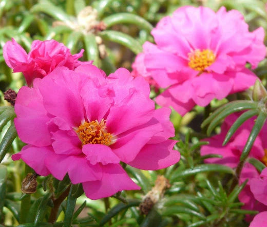 Moss Rose Pink Portulaca Grandiflora – Colorful Garden Flower Seeds