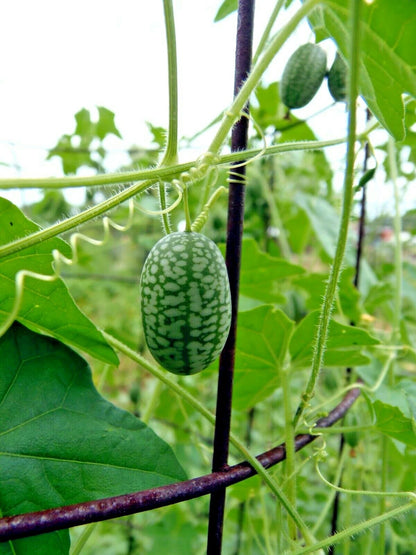 Mexican Sour Gherkin – Climbing Vegetable Garden Seeds