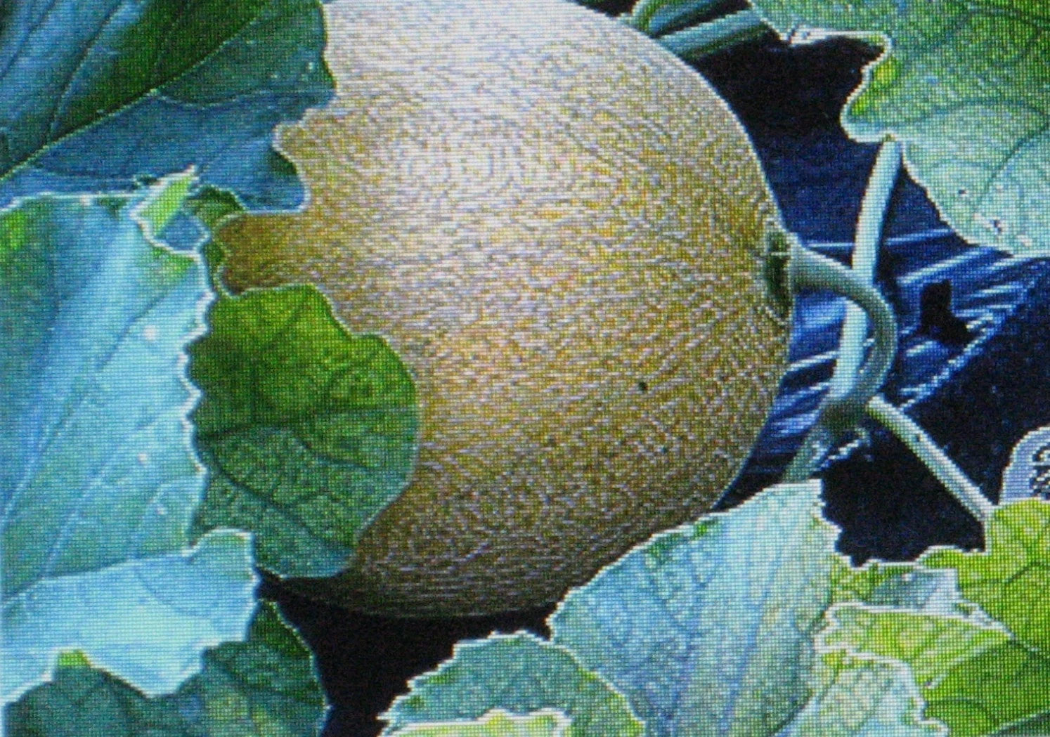 Jumbo Cantaloupe Seeds – Garden Flower Seeds for Planting