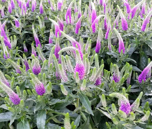 Spiked Speedwell Veronica Spicata – Dwarf Perennial Flower Seeds