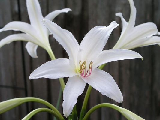 Crinum Lily Summer – Garden Flower Seeds for Planting