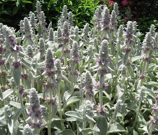 Lambs Ear Stachys Byzantina Lanata Fuzzy Garden Flower Seeds