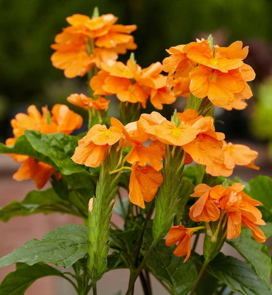 Crossandra Infundibuliformis Orange Firecracker Flower Seeds