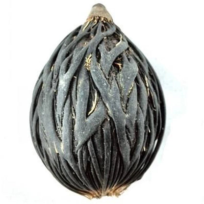 Foxtail Palm Wodyetia Bifurcata – Ornamental Tropical Tree Seeds