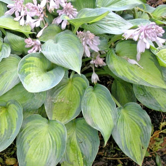 June Hosta Hosta X June – Hardy Perennial Garden Flower Seeds