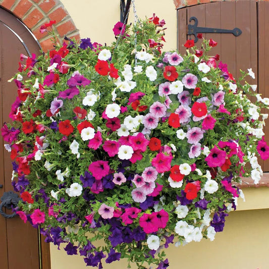 Pcs Mix Morning – Mixed, Garden Flower Seeds for Planting