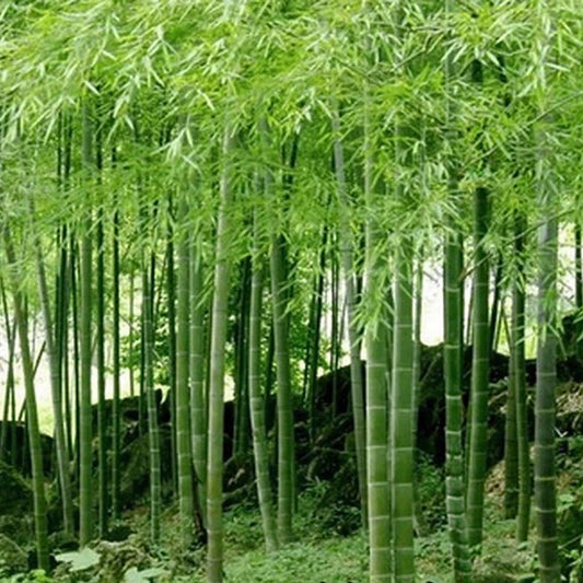 Moso Bamboo Seeds – Hardy Flower Seeds for Planting