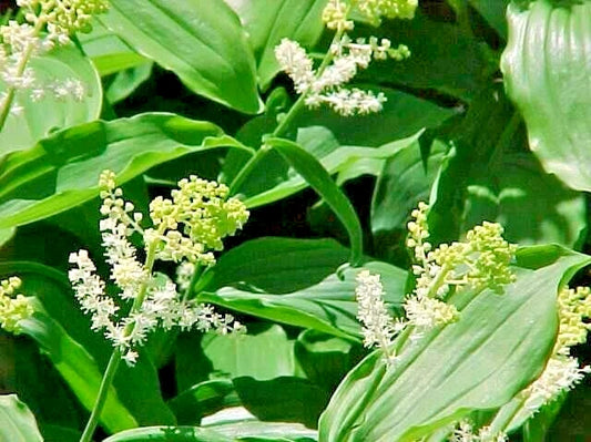 False Solomons Seal Maianthemum Racemosum – Perennial Flower Garden Seeds