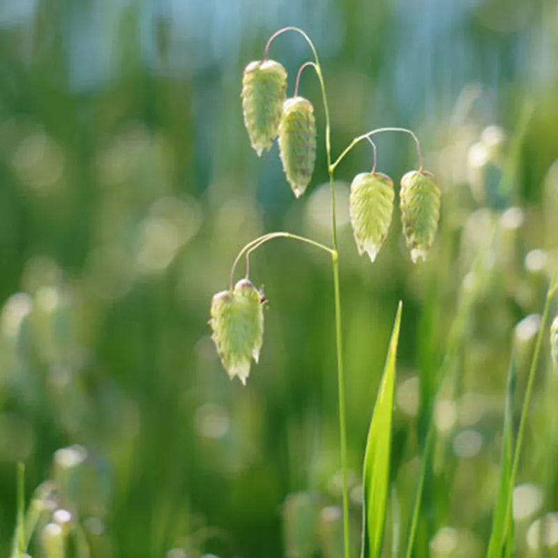Quaking Grass Briza – Garden Flower Seeds for Planting