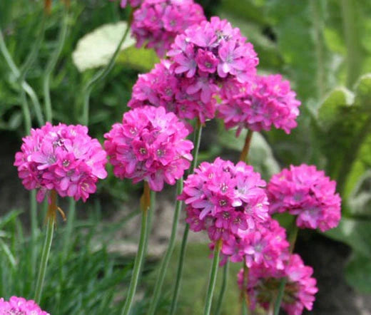Armeria Sea Pink Armeria Maritima Splendens – Perennial Garden Flower Seeds