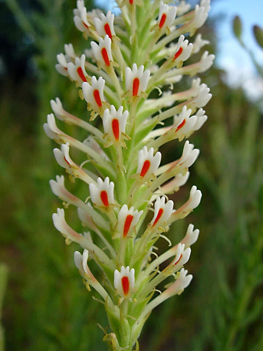 Hebenstretia Dura Shrub Seeds Cat S Tail Fragrant Slugwort Oddity And Rare Flower Seeds for Home and Garden