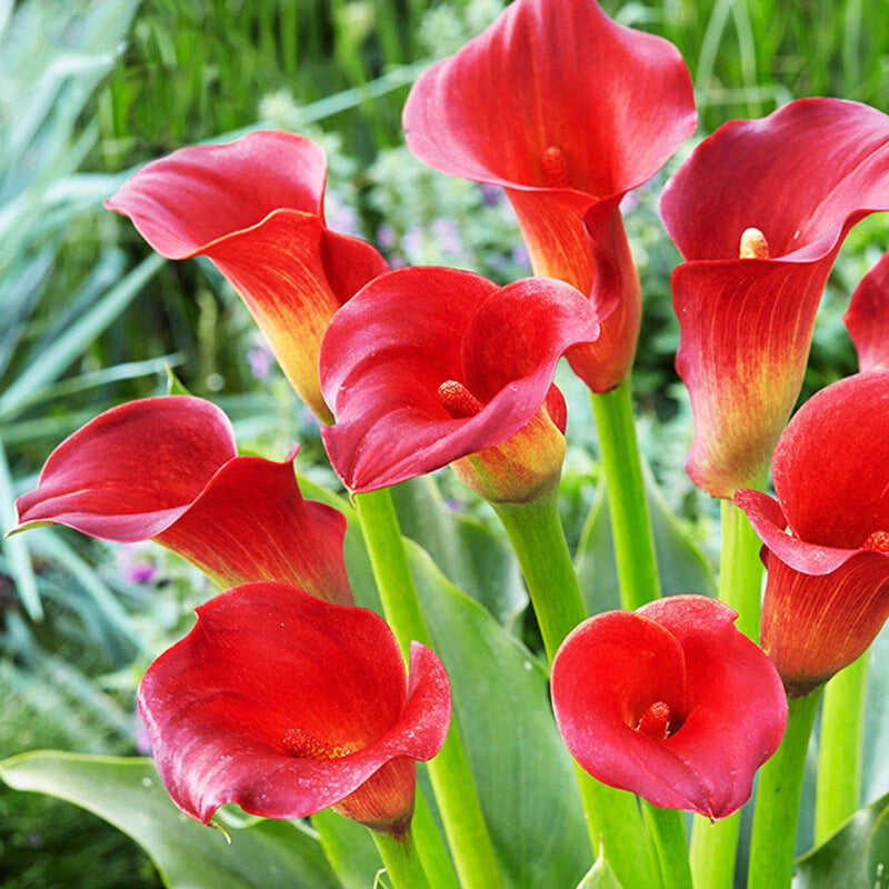 Calla Lily Mix – Perennial Garden Flower Seeds