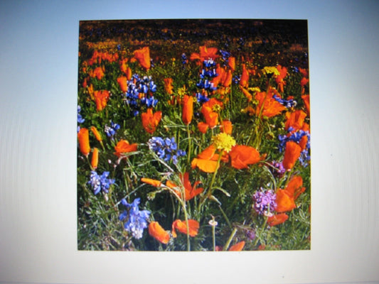 Dryland Wildflower Mix Seeds for Planting – Colorful Mixed Garden Flowers