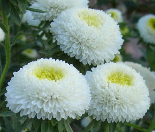 Aster Callistephus Chinensis – Pompon White Flower Seeds