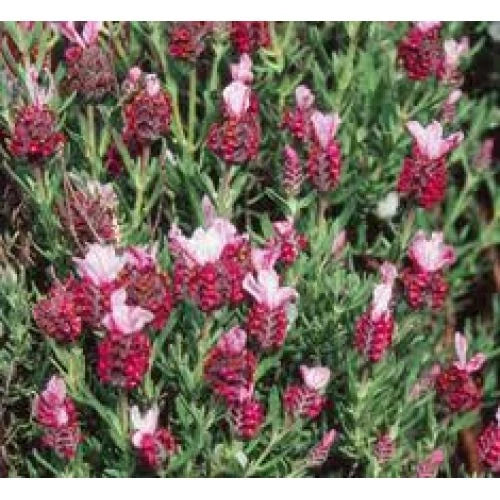 Red Lavender Perennial – Perennial Herb Seeds for Planting