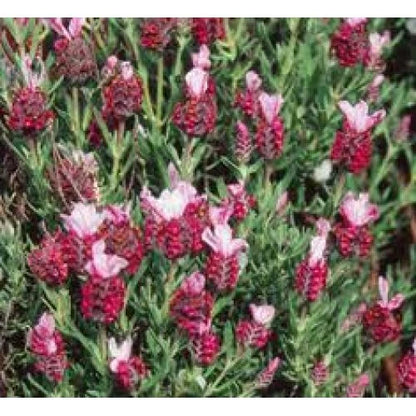 Red Lavender Perennial – Perennial Herb Seeds for Planting