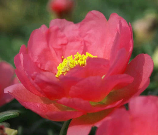 Moss Rose Red Portulaca Grandiflora – Colorful Garden Flower Seeds