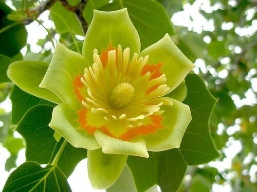 Tulip Poplar Liriodendron Tulipifera Cold Hardy Flowering Tree Seeds