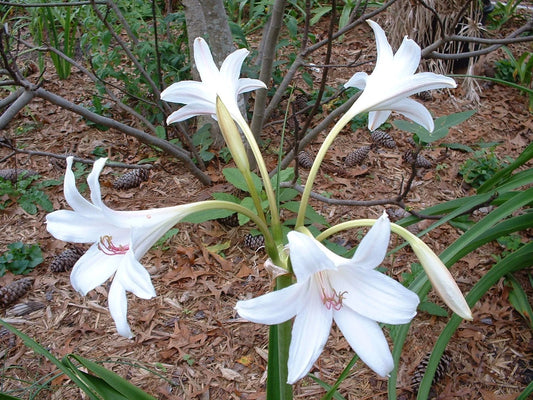 Crinum Lily Carolina Beauty Jumbo Blooming-size Bulb - Flower Seeds