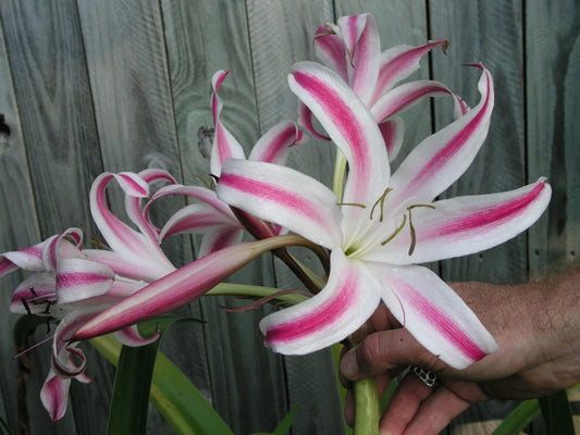 Crinum Lily Veracruz – Garden Flower Seeds
