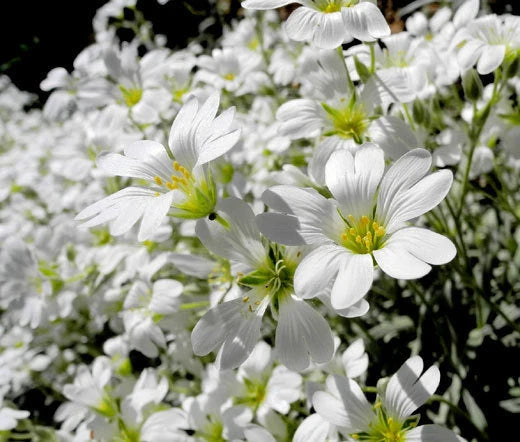 Snow In Summer Cerastium Tomentosum Hardy Ground Cover Seeds