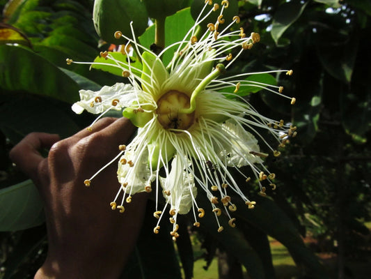 Duabanga Grandiflora Tropical Tree Large Flowers – Hardy Fruit Tree Seeds Product Image – High Quality Seeds for Gardeners