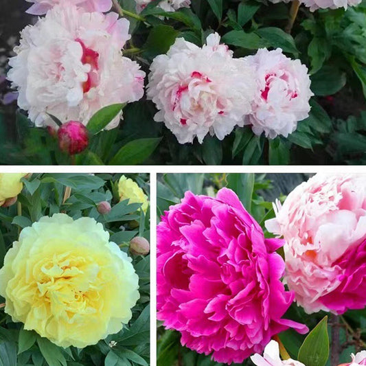 Peony Paeonia Lactiflora Perennial Garden Flower Seeds