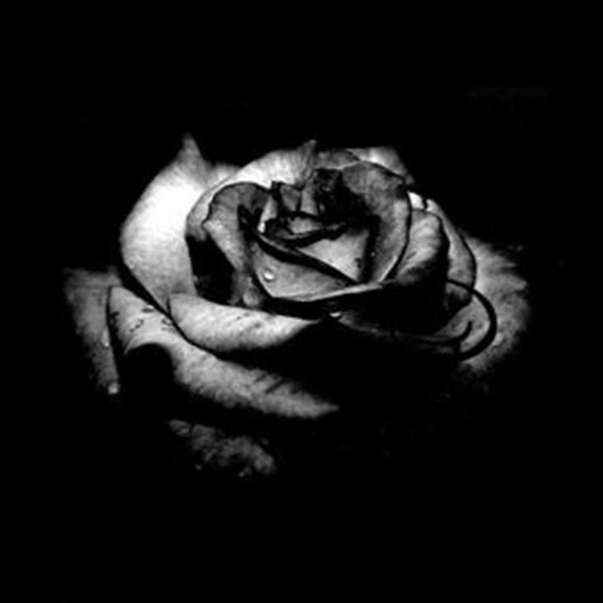 Black Rose – Perennial Garden Flower Bush Seeds