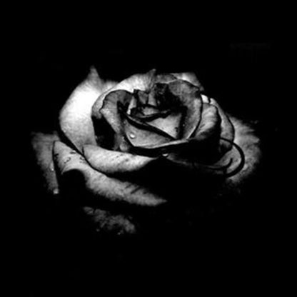 Black Rose – Perennial Garden Flower Bush Seeds