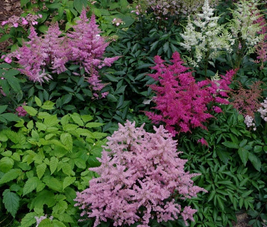 Astilbe Bunter Mixed Colors Astilbe Arendsii – Perennial Flower Seeds