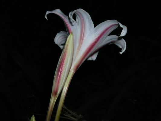 Crinum Lily Herbertii – Garden Herb Seeds