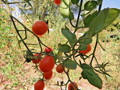 Trina's de Cabo Pear Tomato – Heirloom Vegetable Garden Seeds
