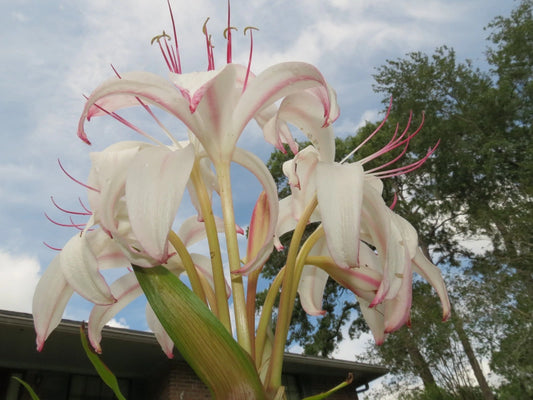 Crinum Lily Sundance – Garden Flower Seeds for Planting