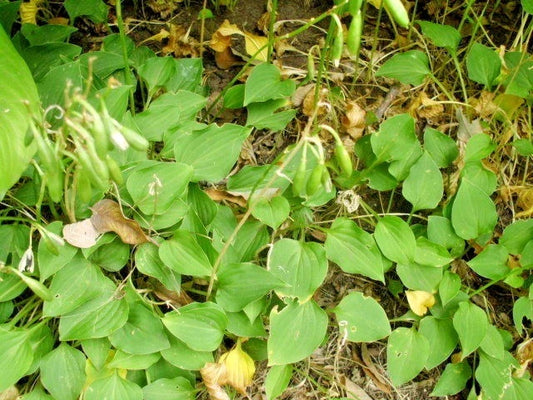 Hosta Little Aurora – Hardy Perennial Shade Plant Seeds