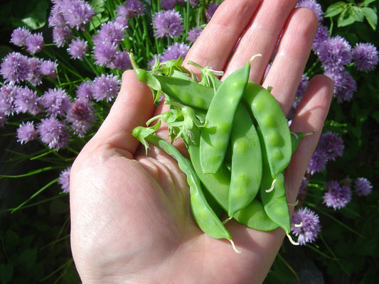Sugar Snow Pea – Dwarf Flower Seeds for Planting