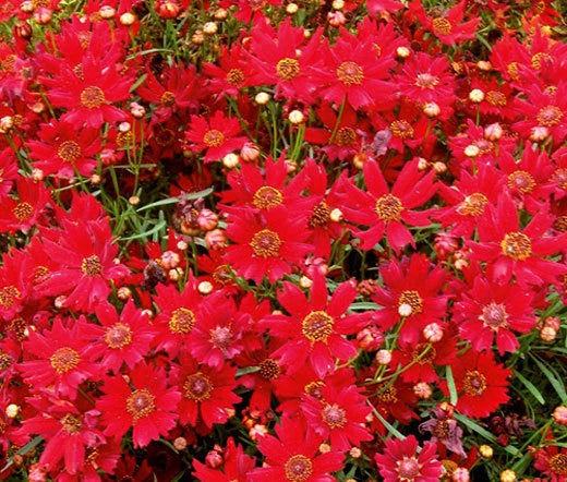 Coreopsis Red Dwarf Coreopsis Tinctoria – Hardy Garden Flower Seeds