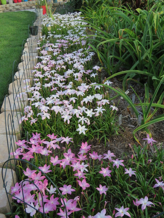Rain Lily Zephyranthes – Colorful, Mixed Flower Seeds