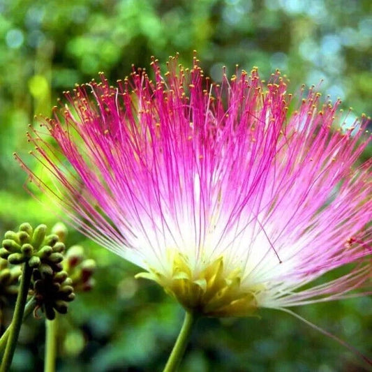 Silk Tree Albizia Julibrissin Flowering Garden Tree Seeds