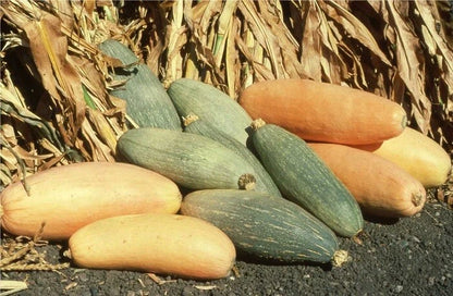 Monster Banana Squash – Fruit Tree Seeds