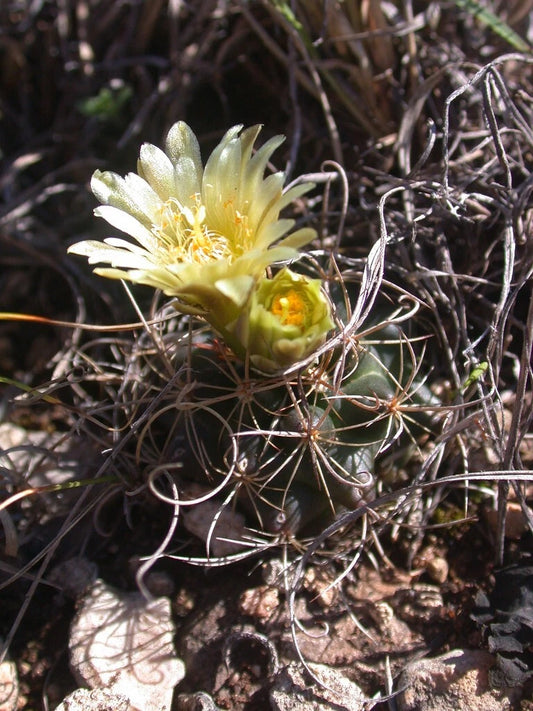 Sclerocactus Brevihamatus Short Spined Fishhook Cactus Seeds