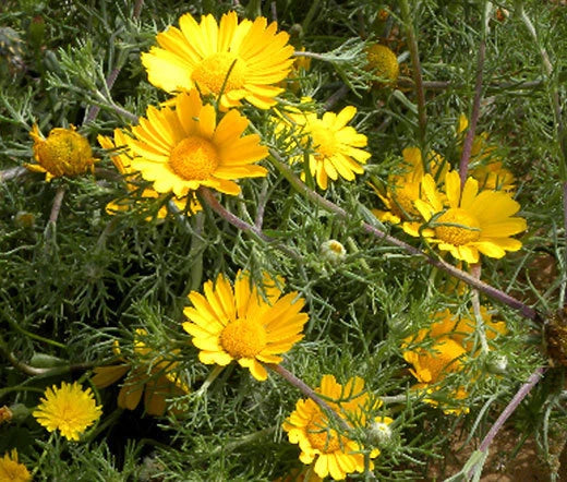 Daisy Cladanthus Arabicus – Palm Springs Garden Flower Seeds