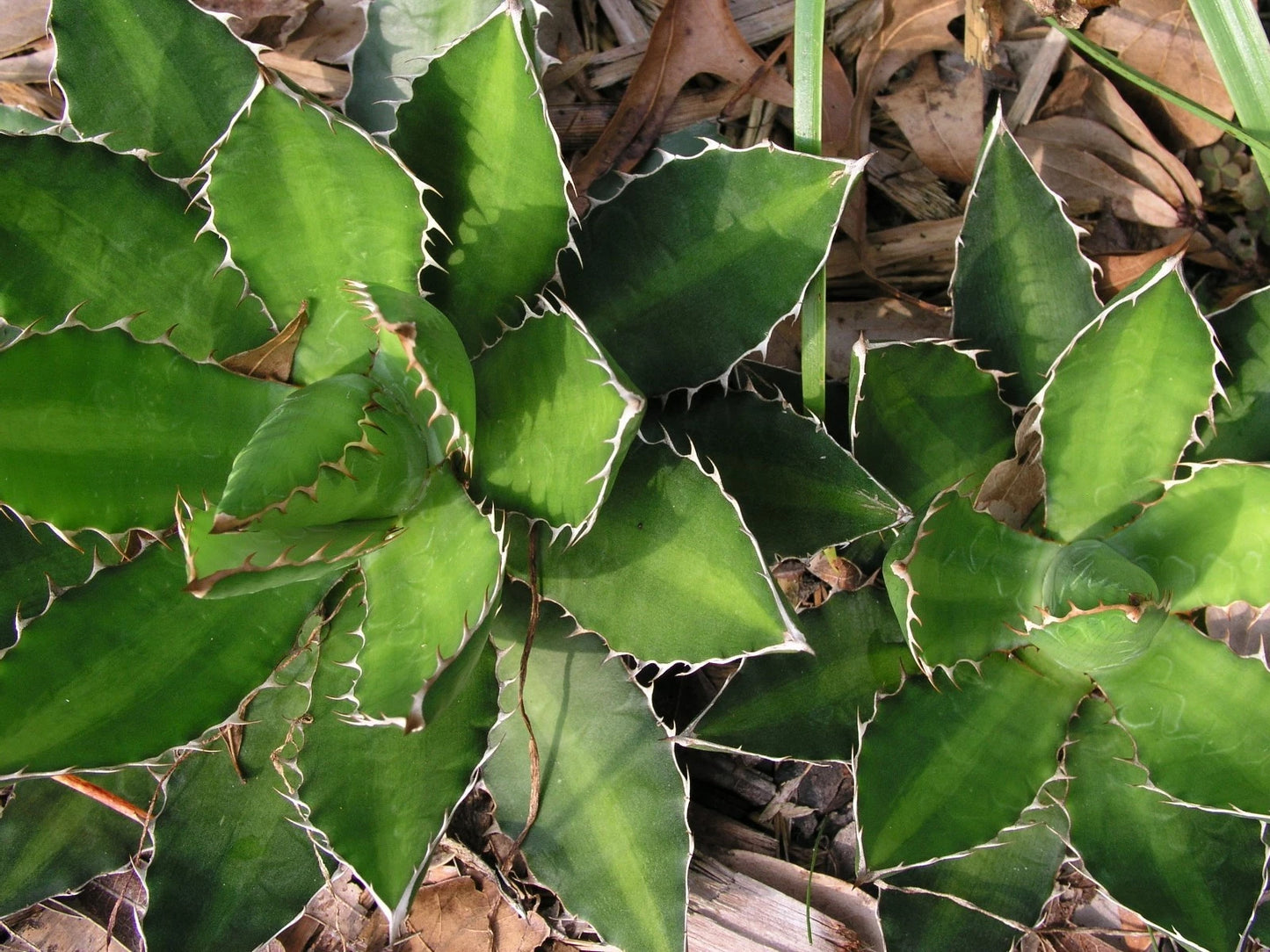 Agave Lopantha Thorncrest Century Plant Large Size Choice - Flower