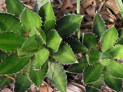 Agave Lopantha Thorncrest Century Plant Large Size Choice - Flower